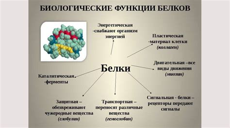 Значение различного иэт для белков