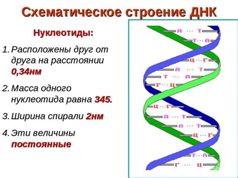 Значение расшифровки ДНК