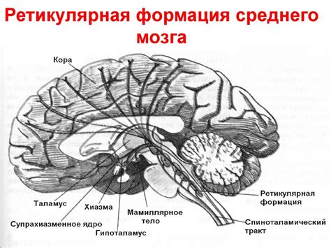 Значение ретикулярной формации