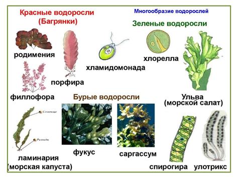 Значение ризоидов в жизни зеленых водорослей