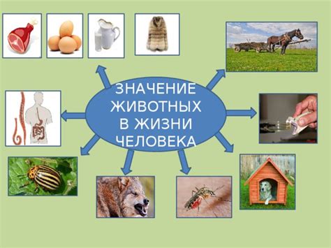 Значение тотемного животного в жизни человека