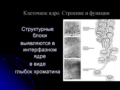 Значение удвоения для точного распределения генетического материала