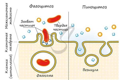 Значение фагоцитоза и пиноцитоза для животных