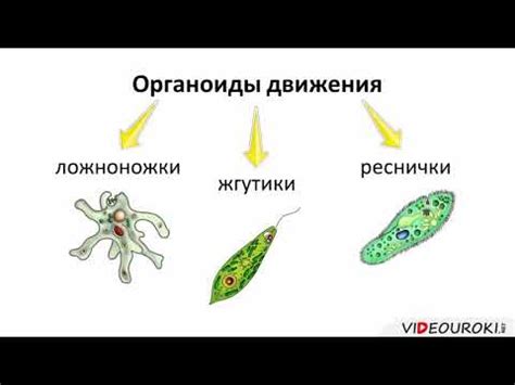 Значимость грамотных ответов при объяснении причин развода