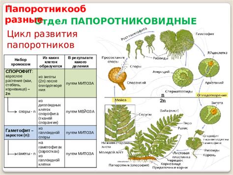 Значимость папоротников с множеством хромосом