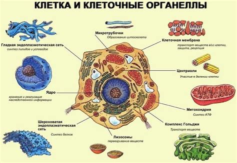 Значимость понимания строения клетки