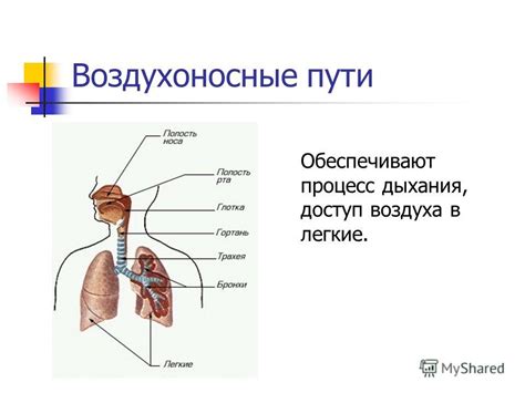 Значимость роли дыхания в книге