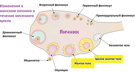 Значимость сохранения желтого тела