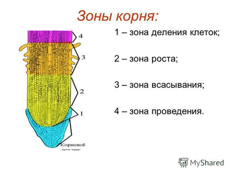 Зона всасывания: открытие тайны