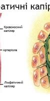 Зонная терапия Ляпко