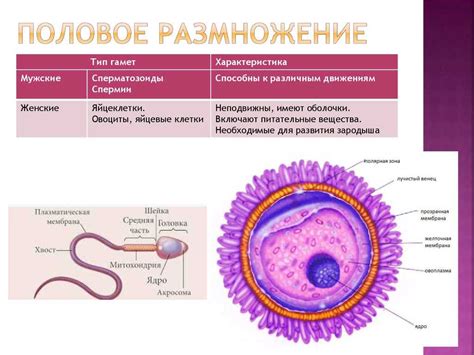 Зрелые яйцеклетки и выделение