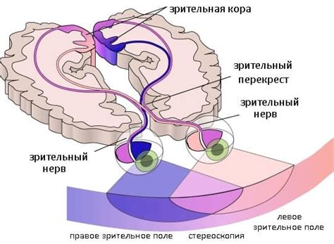 Зрительные аномалии