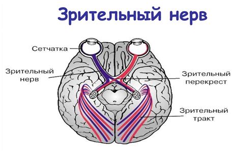 Зрительный нерв: как он связан с восприятием информации