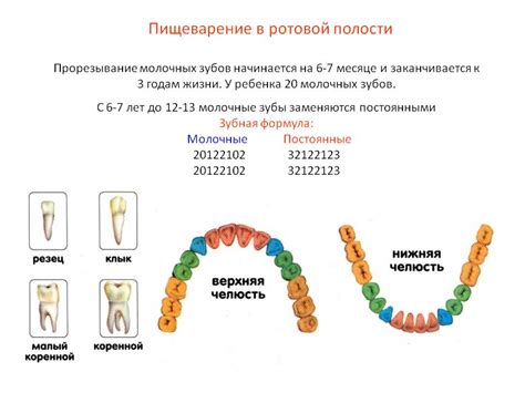 Зубная формула и состояние зубов