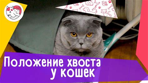 Игра и игривость кошки как показатели настроения