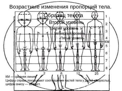 Идеальное телосложение: формирование пропорций и мышечного рельефа