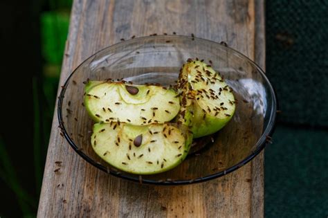 Избавляемся от мушек в кухне