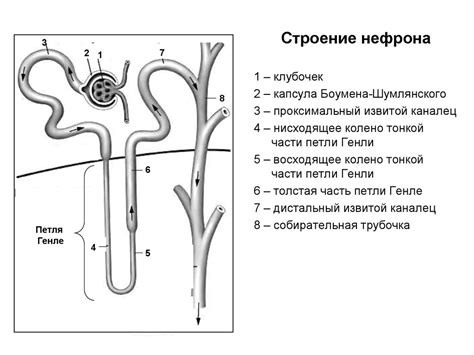 Избегайте диуретиков