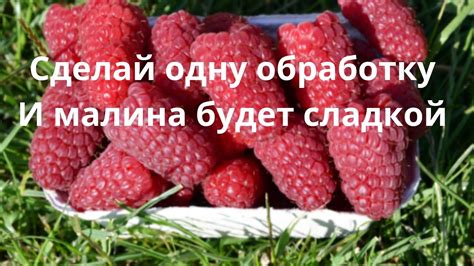 Избегайте потери вкуса малины