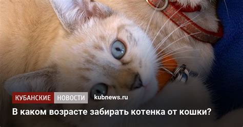 Избегайте преждевременного отлучения от котенка