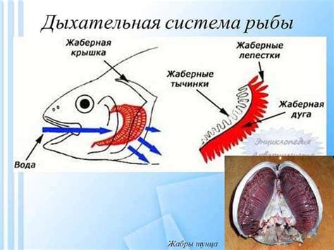 Избыток аммиака и нитритов: влияние на дыхание рыб