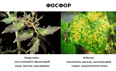 Избыток или недостаток подкормки