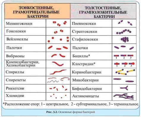 Избыточное количество бактерий