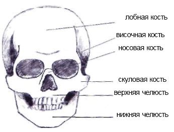 Изготовление головы и лица