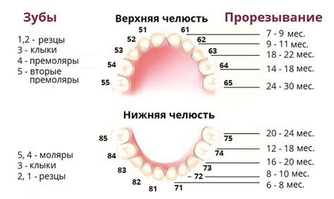 Изготовление отпечатков зубов ребенка