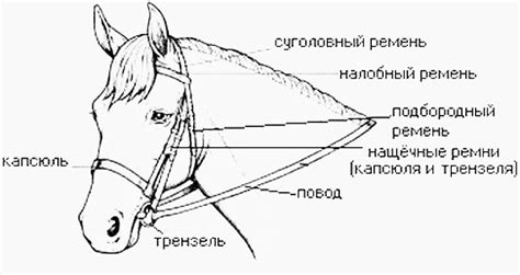 Изготовление уздечки