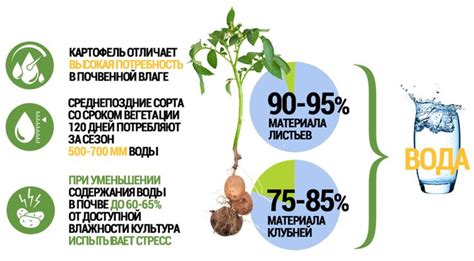 Излишняя потребность во влаге