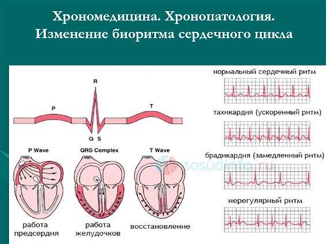 Изменение биоритма растущего организма