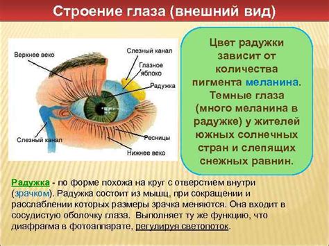 Изменение в количестве и типе пигмента в радужке