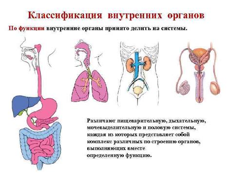 Изменение положения внутренних органов