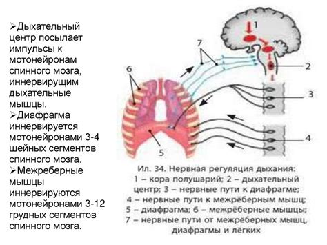 Изменение работы дыхательного центра