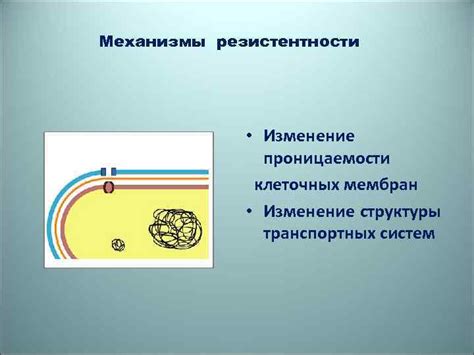 Изменение структуры клеточных стенок