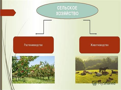 Изменение экономической структуры: почему ремесло и сельское хозяйство стали отдельными отраслями