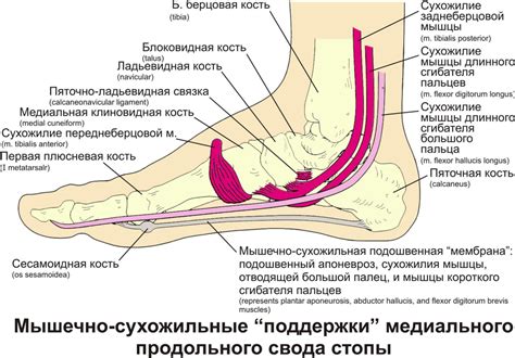 Изменения в анатомии и структуре ног