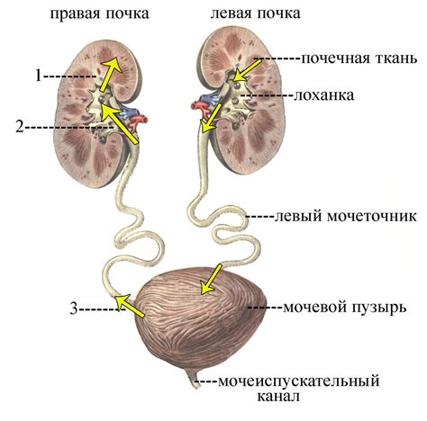 Изменения в мочевой системе