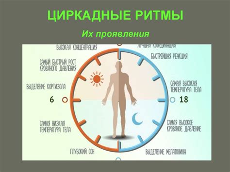 Изменения в работе циркадного ритма организма