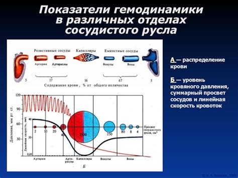 Изменения в сосудистой системе: сужение сосудов и повышение кровяного давления