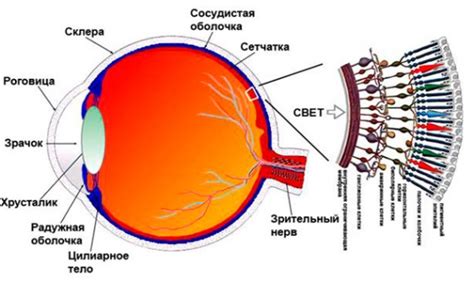 Изменения в структуре глаза