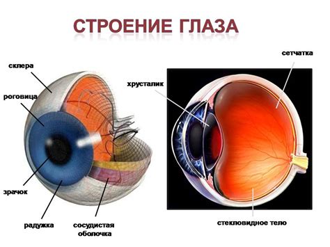 Изменения структуры глазных органов