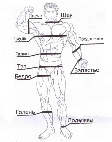 Измерение обхватов тела