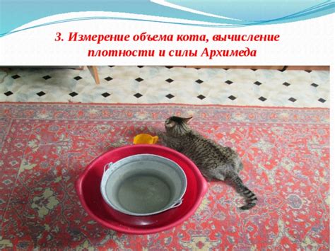 Измерение размеров кота