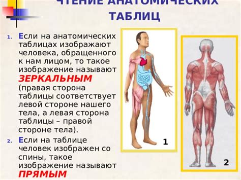 Изображение анатомических деталей