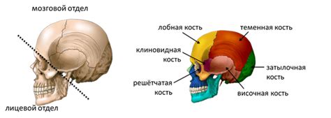 Изображение головы и туловища