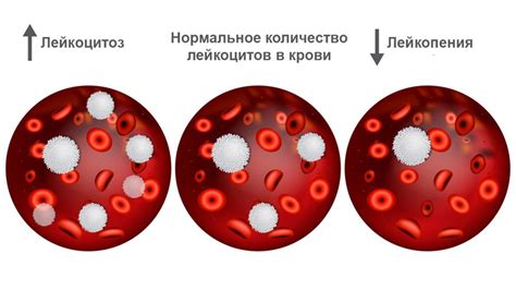 Изображение лейкоцитов в составе крови