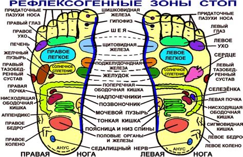 Изображение ног и ступней