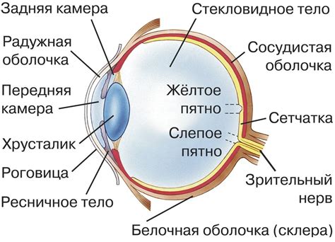 Изображение схематического глаза: основные элементы